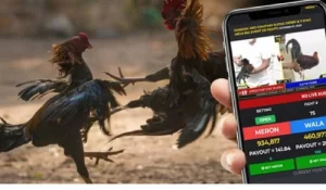 Sabong Betting Online – A Complete Guide to Winning Fights