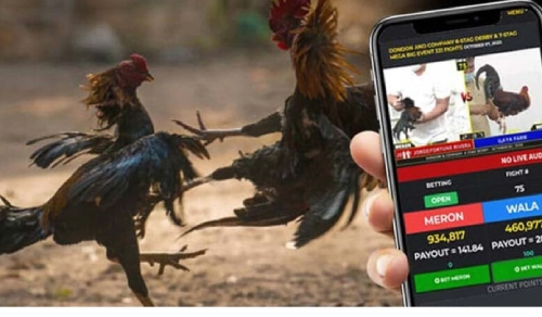 Sabong Betting Online – A Complete Guide to Winning Fights